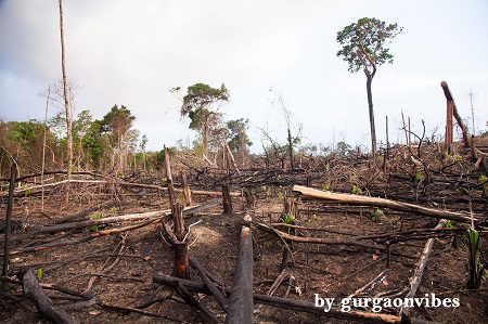 Aravalli Forest Pollution