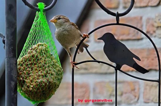 गुरुग्राम में शीतलहर का असर पक्षियों पर