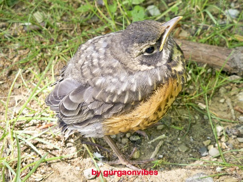 गुरुग्राम में शीतलहर का असर पक्षियों पर