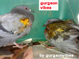 गुरुग्राम में शीतलहर का असर पक्षियों पर