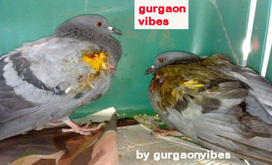 गुरुग्राम में शीतलहर का असर पक्षियों पर